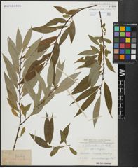 Foto von Salix alba L. x Salix fragilis L.